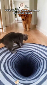 #foryou #funny #funnyhumor #humor #pets