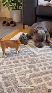 😂🐶 Wake up Prank! 😈 일어났는데 괴물이?! #funny #shorts #dog #dogshorts #laugh #reels #animals #humor #prank