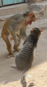 구독 좋아요 부탁드립니다 감사합니다 인간극장 인생극장 인생이야기 세상이야기 #cute #일상다큐 #doglife #animals #일상다큐 #monkey #동물농장강아지 #동물키우