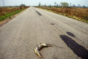 Dangerous Animals In Road 💀