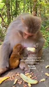 Monkey species: The mother monkey refused to nurse her baby because it wasn't feeding time yet.