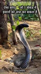 दुनिया का सबसे खतरनाक SNAKE