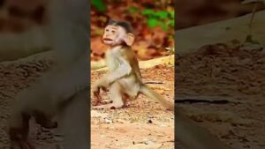 Monkey species: The baby monkey climbed carelessly and fell, a lesson it will never forget.