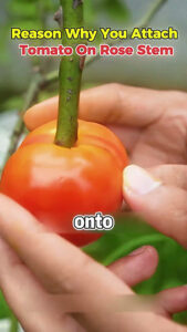 Reason why you attach tomato on rose stem