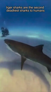 You are not afraid of sharks 💀