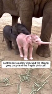 The Crowd Froze When A Rare Albino Elephant Was Born 🥺