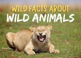 Fascinating Animal Facts You Didn't Know!