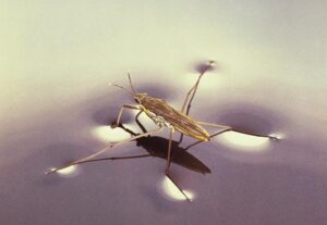 The Bug That Walks on Water! (Real Physics) 😲