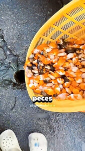 Fish in the Sewer… But Here’s Why