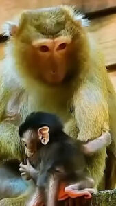 Monkey species: The baby monkey was afraid of heights, and its mother accidentally dropped it.