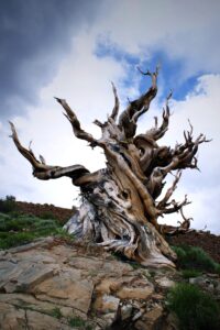 The oldest trees on earth