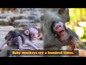 Monkey species: The baby monkey was curious and got bitten very hard, so it ran away crying.