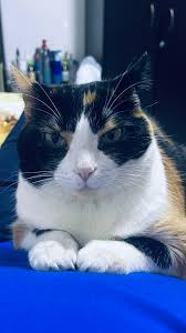 The Cat Was Aura Farming 💀 #cat