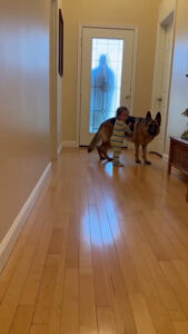 Protection doesn’t bark. It blocks. 🇺🇸🐾