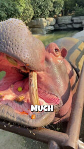 The Hippo Wanted a Bigger Snack 🦛❤️