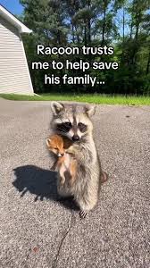 This girl rescued a raccoon and gave it a new home 🥹💕