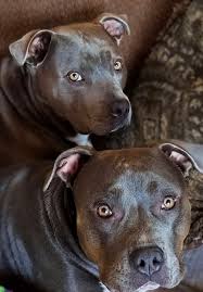 These Cute Puppies Turn Into Dangerous Beasts!