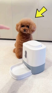 This Smart Puppy Gets His Snack Without His Owner 🐶🐾🥰