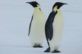 Les manchots, au rapport !🫡🐧