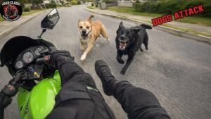 Guard Dogs Attacked Strange Biker😳