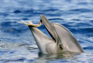 Smartest dolphin ever 😯