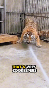 how tigers at the zoo bathe 💕