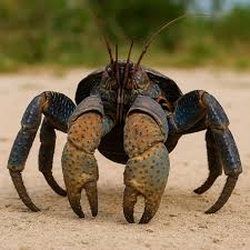 Giant Crabs That Rule the Ocean and the Land