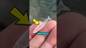 5 Invisible Animals That Don’t Look Real (Number One Breaks Biology)