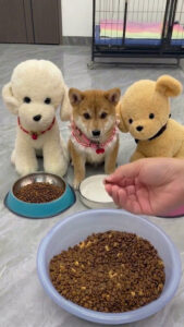 ごはんの量にショックを受けた柴犬 🐾