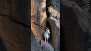 Ibex and Leopard on a Dangerous Cliff