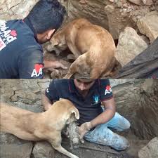 This mother dog dug her puppies out of the rubble... 🥹💕
