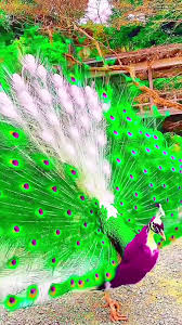 Top 5 Most Beautiful Peacocks in The World! 😍