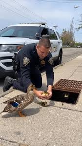 These policemen rescued the ducklings from the drain 🥹💕