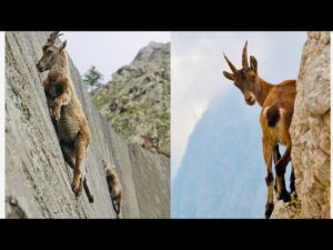 Gravity-Defying: Insane Mountain Goats on cliffs!