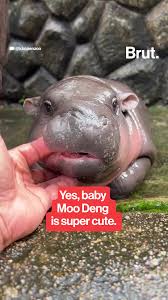 his baby hippo MooDeng went viral for her cuteness 🥰💕