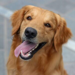 Little golden retriever: The head is buzzing. Come and show off your pet. Cute