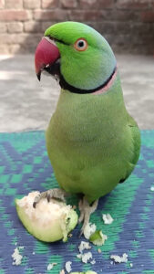 Parrot #nonstoptalkingparrot #funny #talkingparot #mithukibatain #comedy