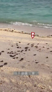 girl Released 100 Baby Turtles 😯
