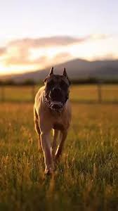 CANE corso : saut en longueur 6, 60m