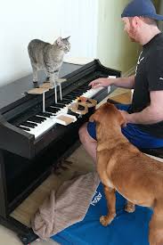 Cat and Dog Play Mozart