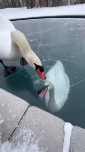 a swan desperately pounding at the ice covering my frozen pool