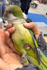 My parrot laid an egg in my hand I saved the egg A cute baby came out of the egg I took great care