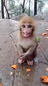 This monkey made his own lunch but this happened 🥹💕